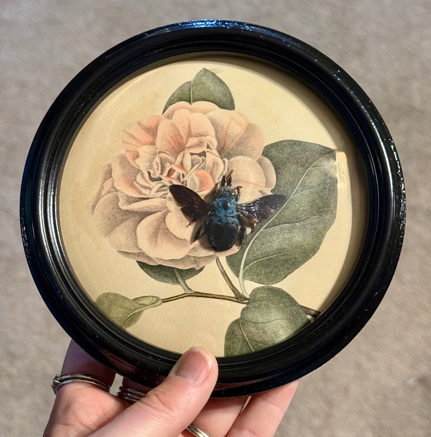 Blue Carpenter Bee in Antique Bubble Convex Glass Frame.
