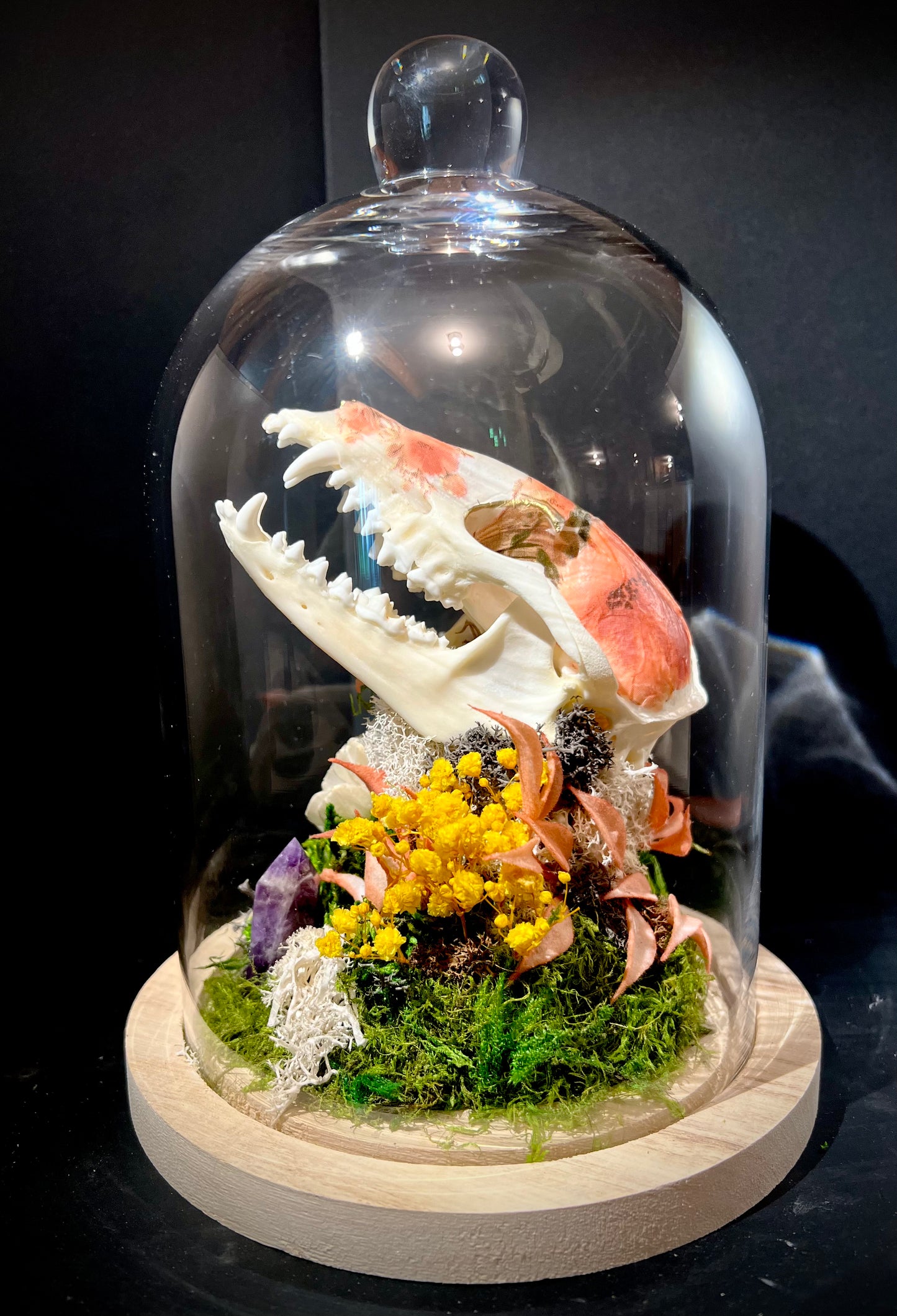 Decoupage Raccoon Skull in Glass Cloche Bell Jar