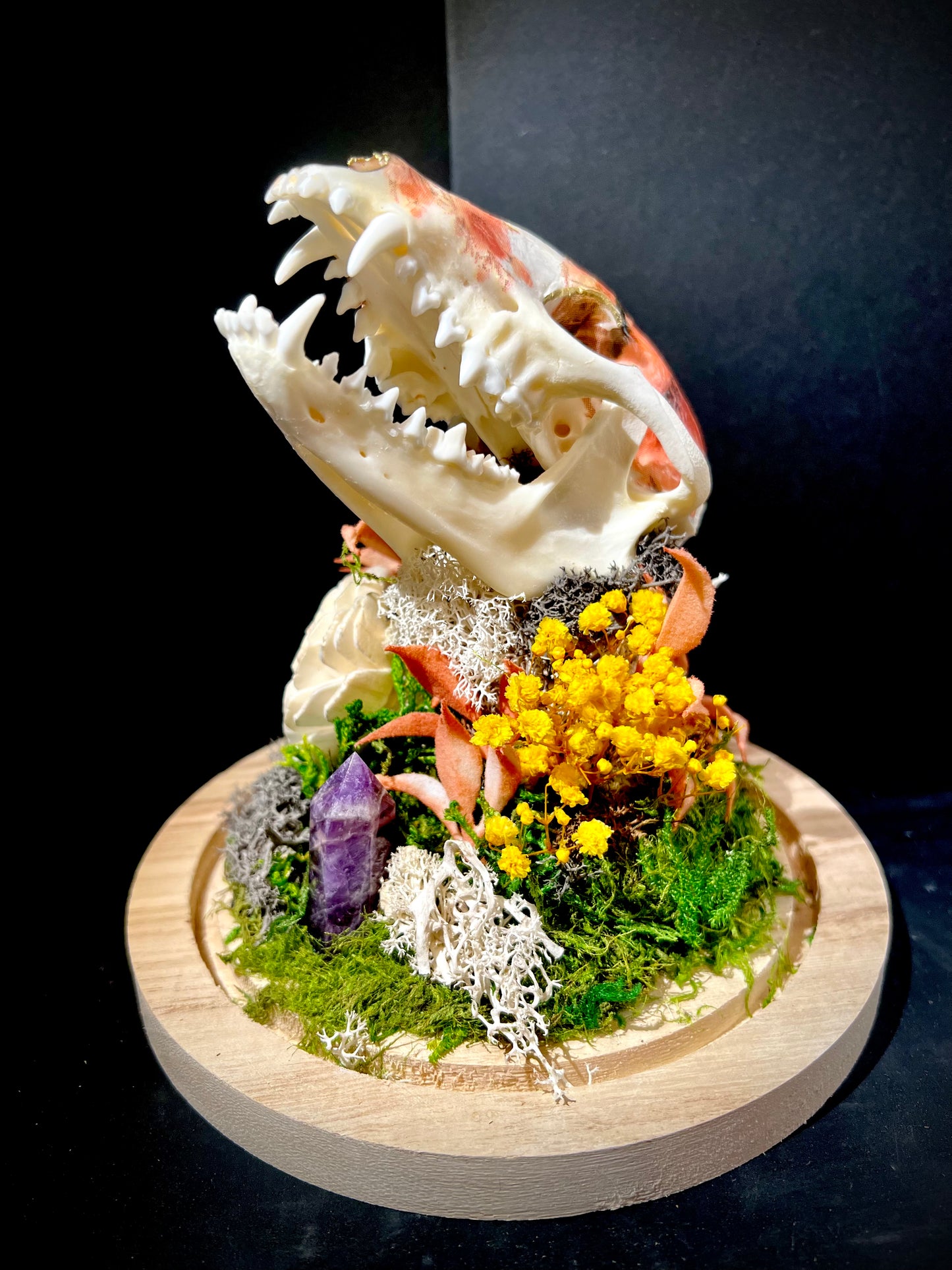 Decoupage Raccoon Skull in Glass Cloche Bell Jar