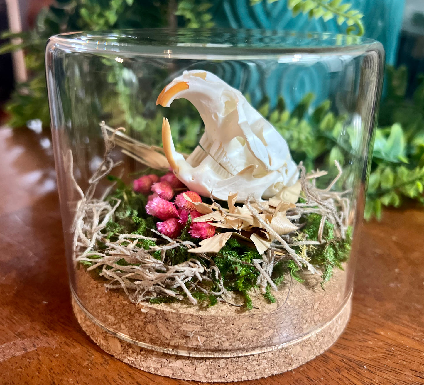 Muskrat Skull Oddity Art