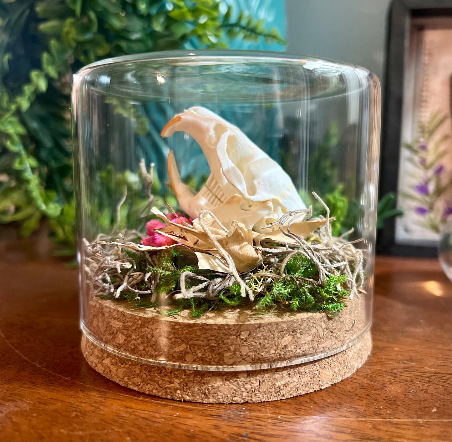 Muskrat Skull Oddity Art