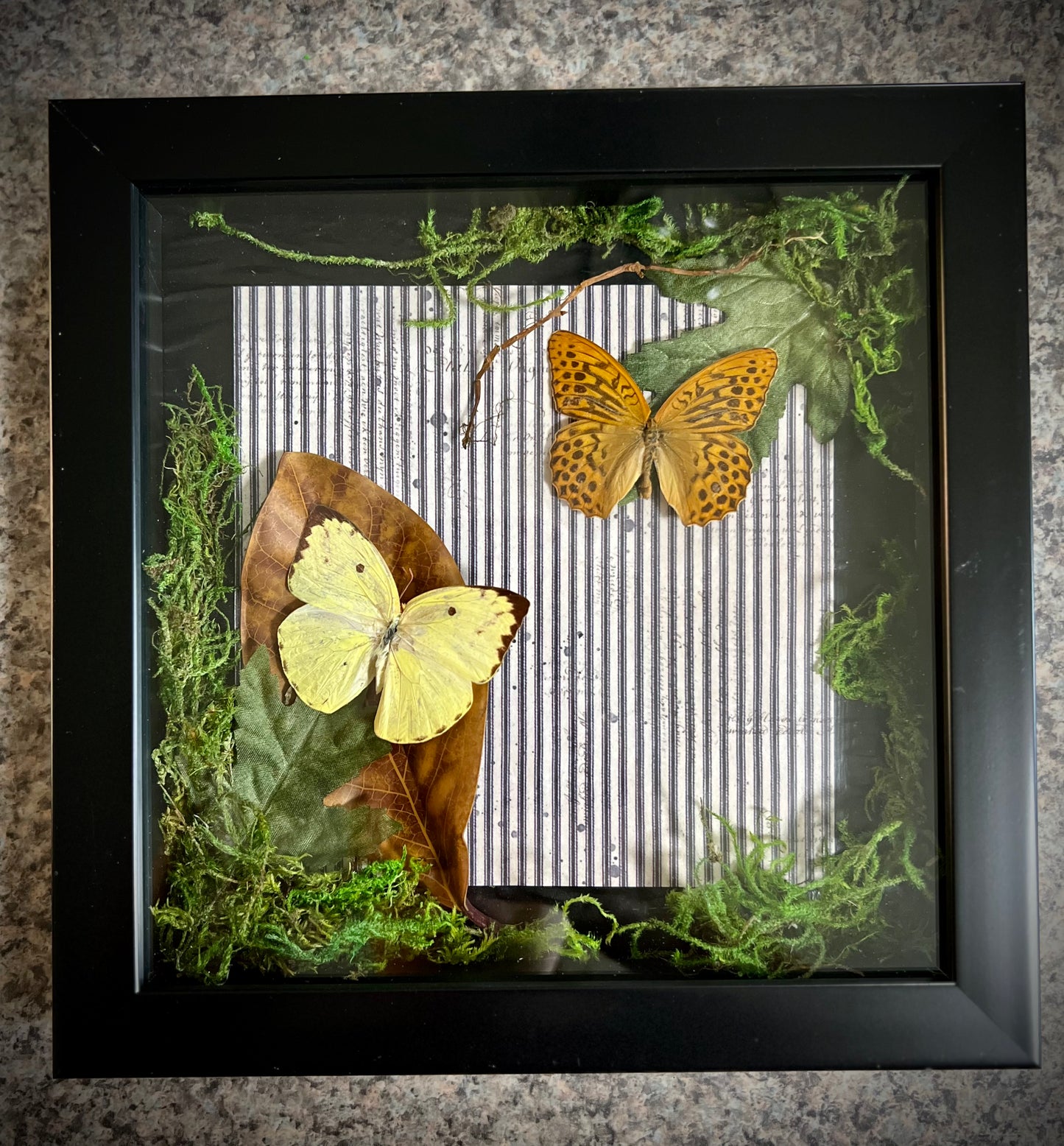 Butterfly Specimen Shadow Box
