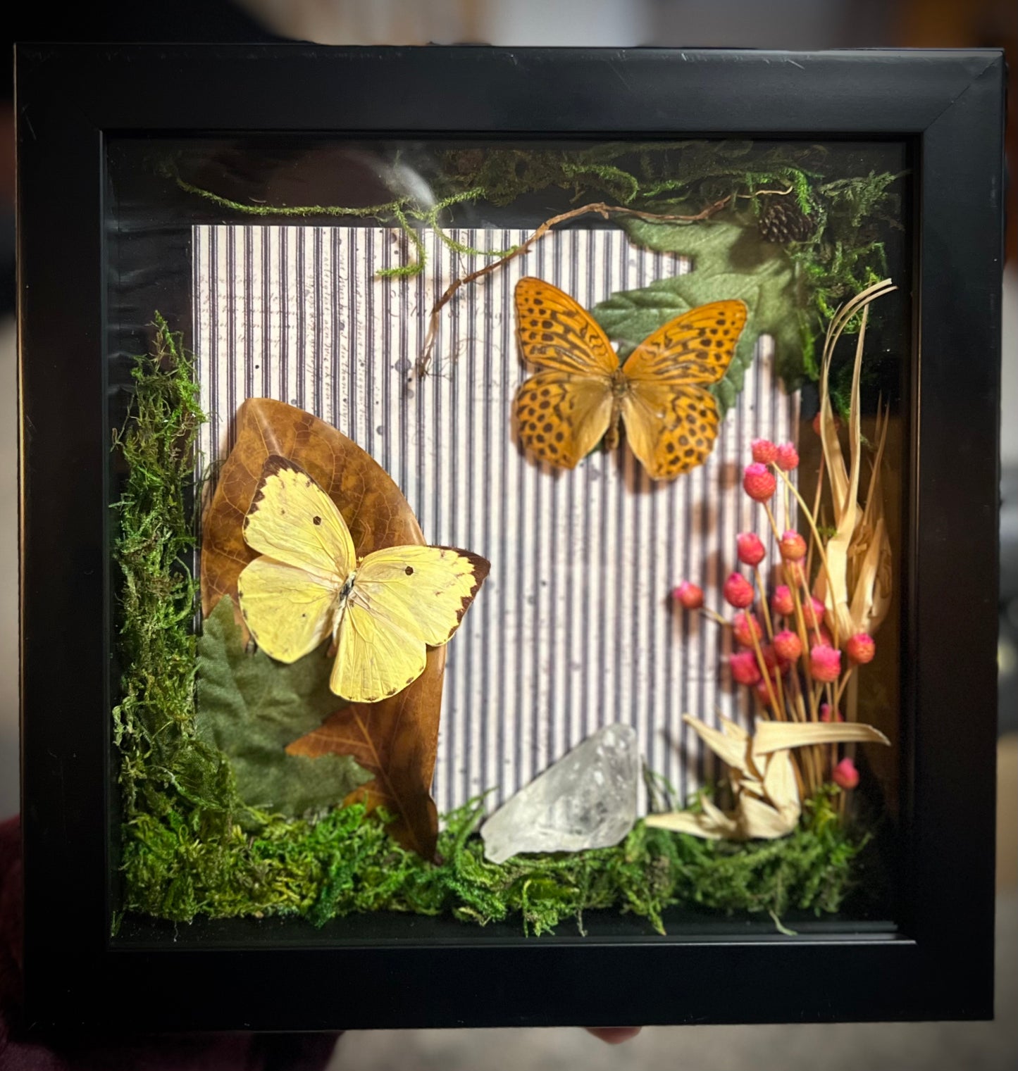 Butterfly Specimen Shadow Box