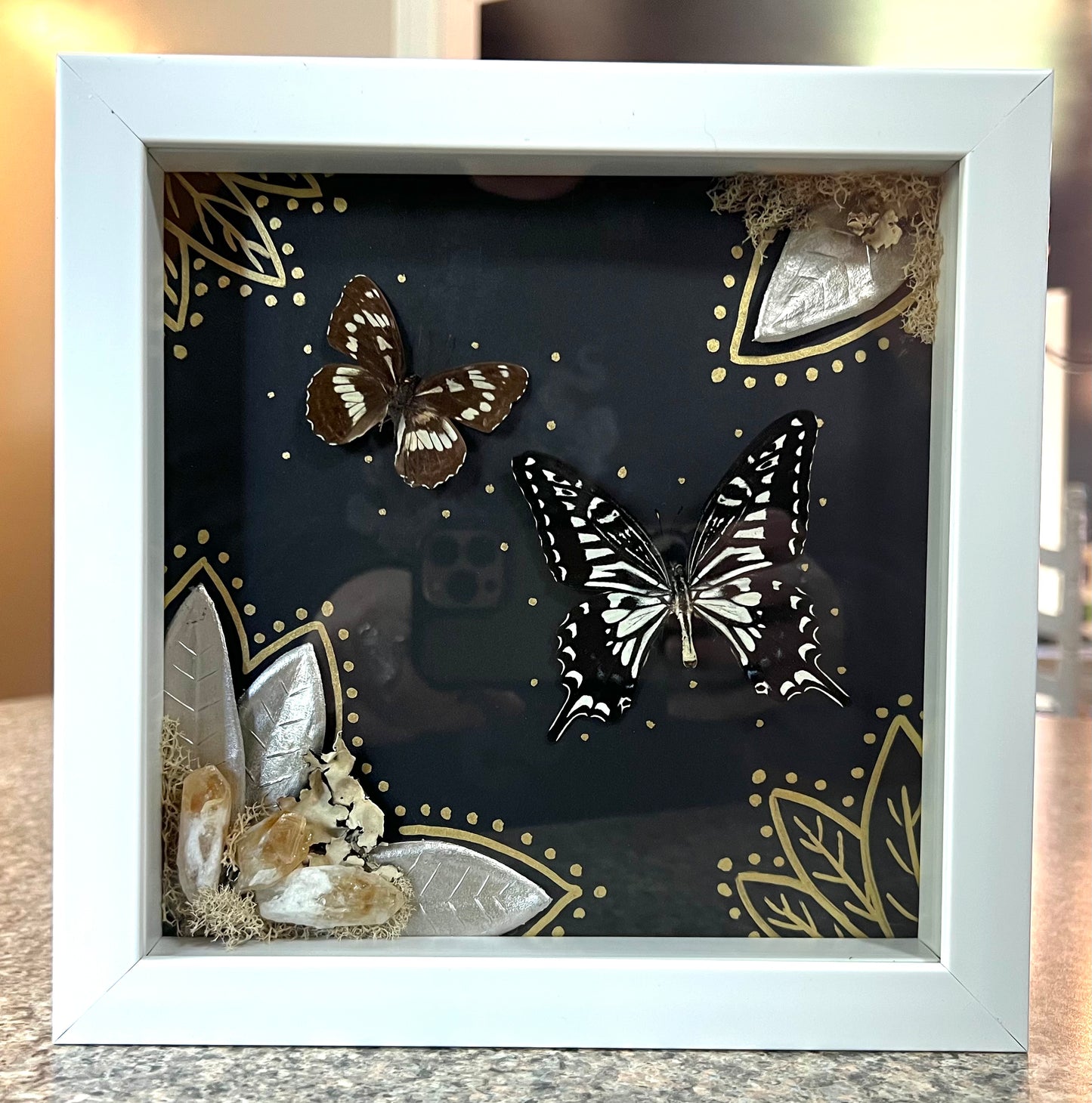Butterfly Specimen Shadow Box
