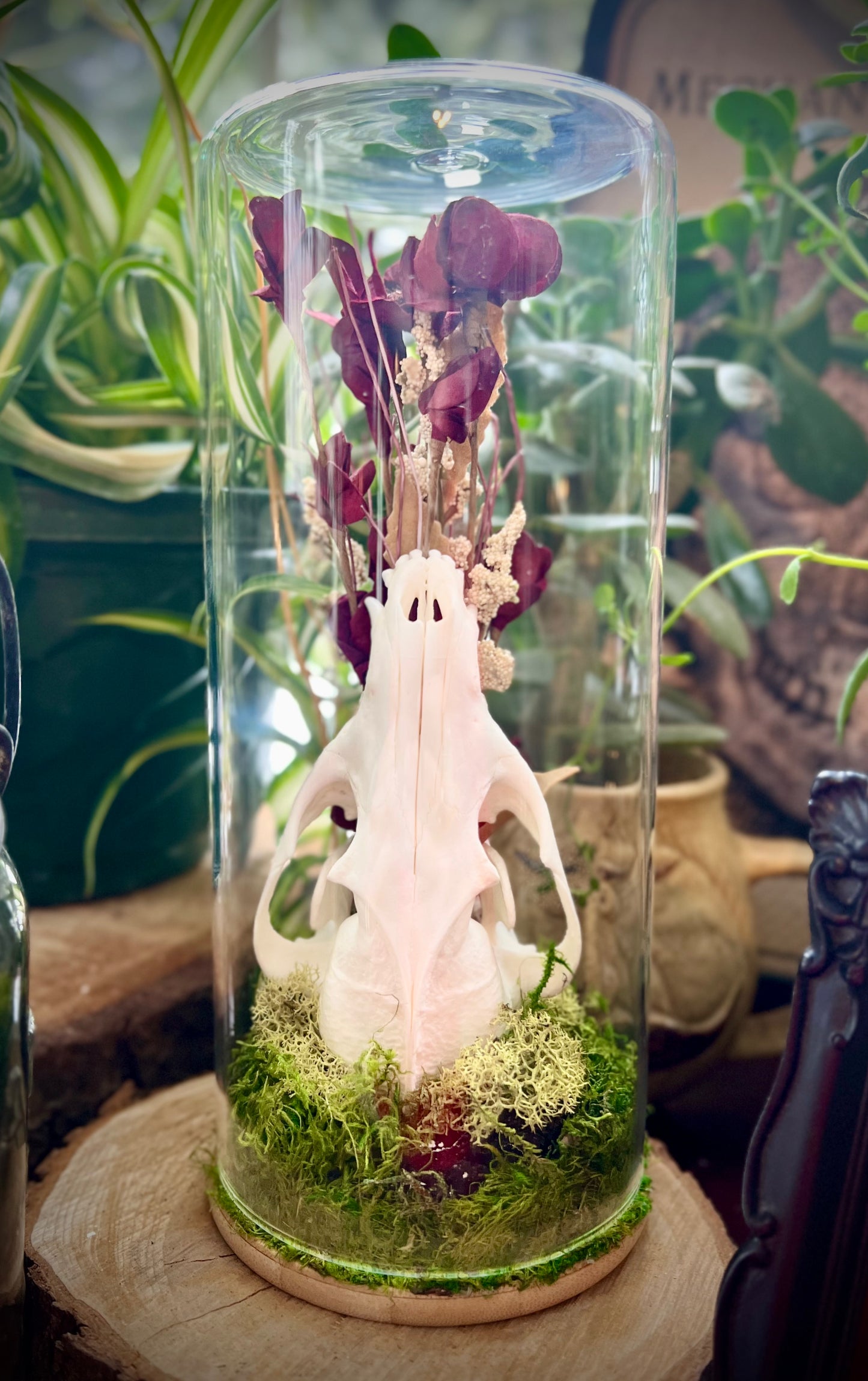 Raccoon Skull Oddity Art