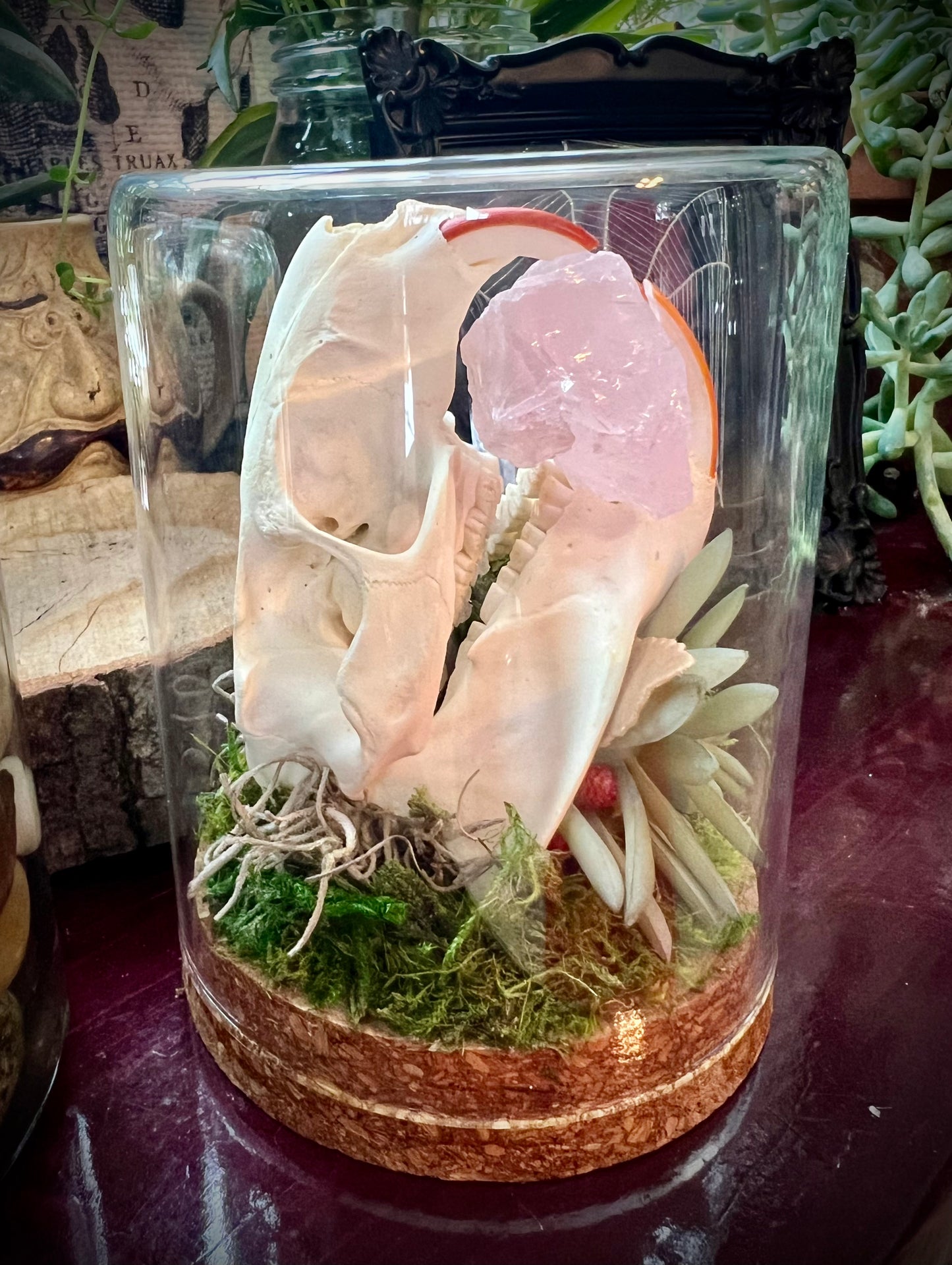 Nutria Skull Oddity Art