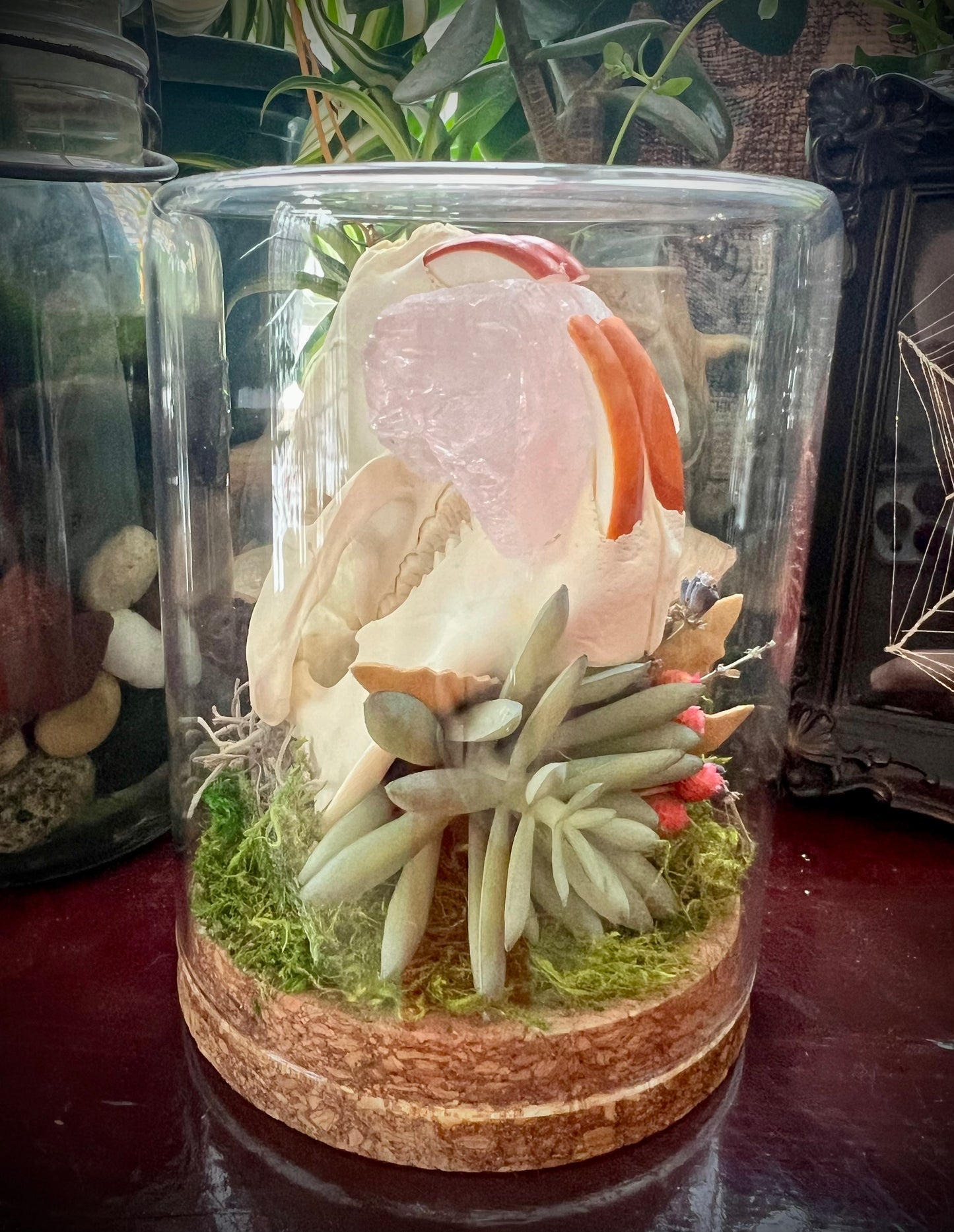 Nutria Skull Oddity Art