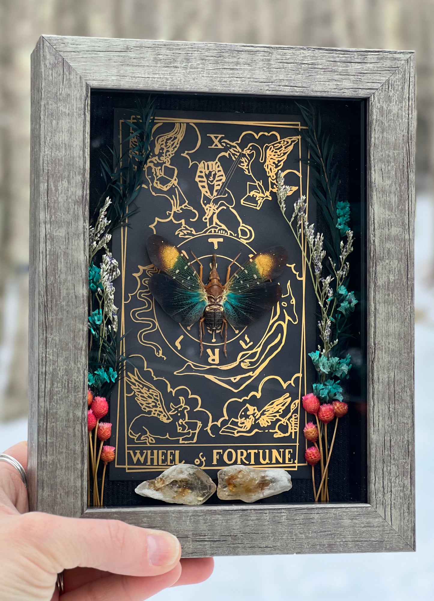 The Wheel of Fortune Tarot Lanter Fly Specimen Box