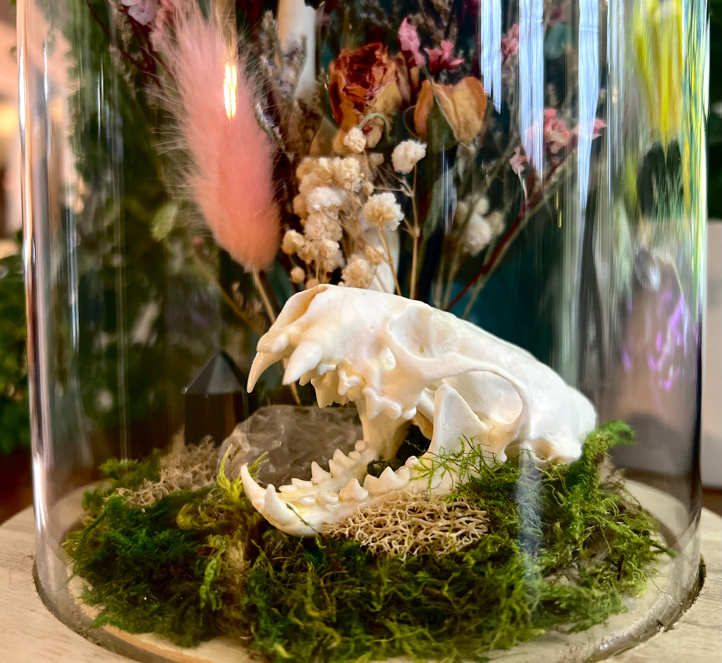 Mink Skull & Butterfly Taxidermy Art in Glass Cloche