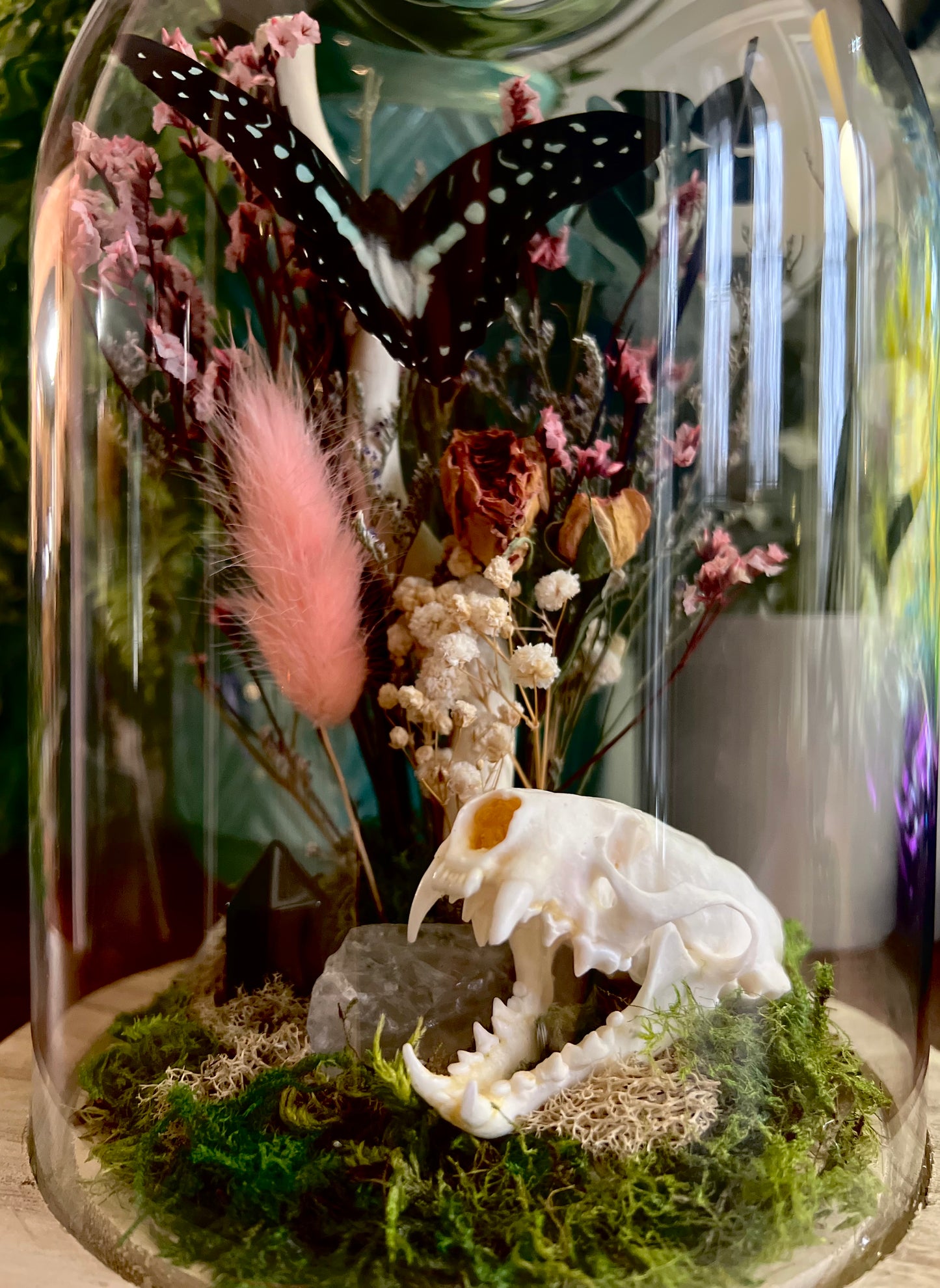 Mink Skull & Butterfly Taxidermy Art in Glass Cloche