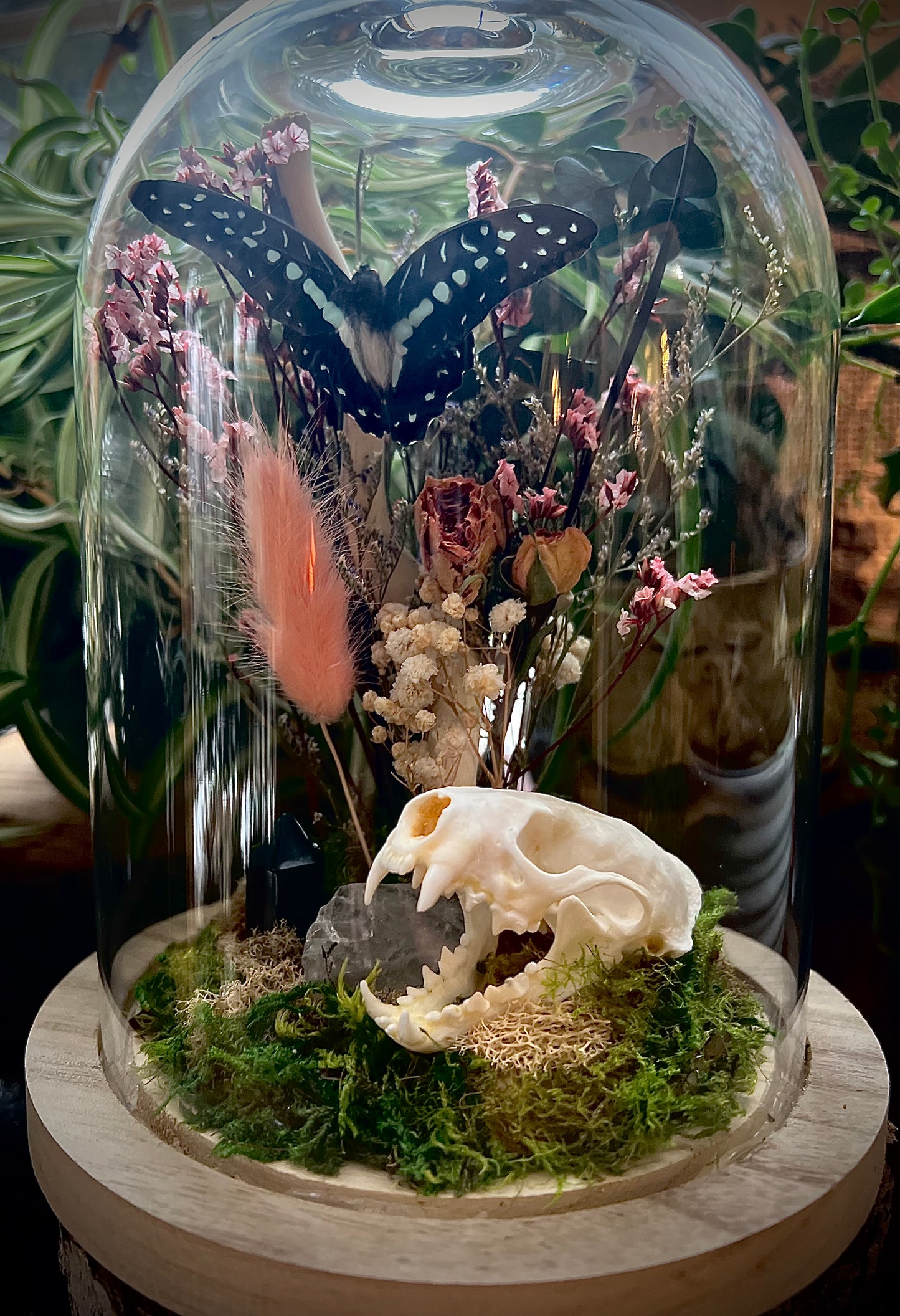 Mink Skull & Butterfly Taxidermy Art in Glass Cloche