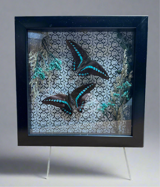 Butterfly Specimen Shadow Box