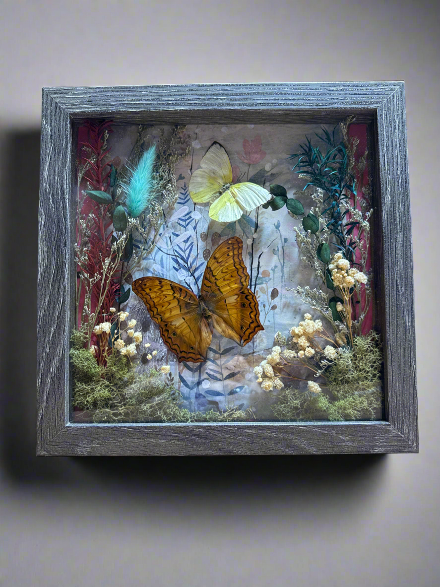 Butterfly Specimen Shadow Box