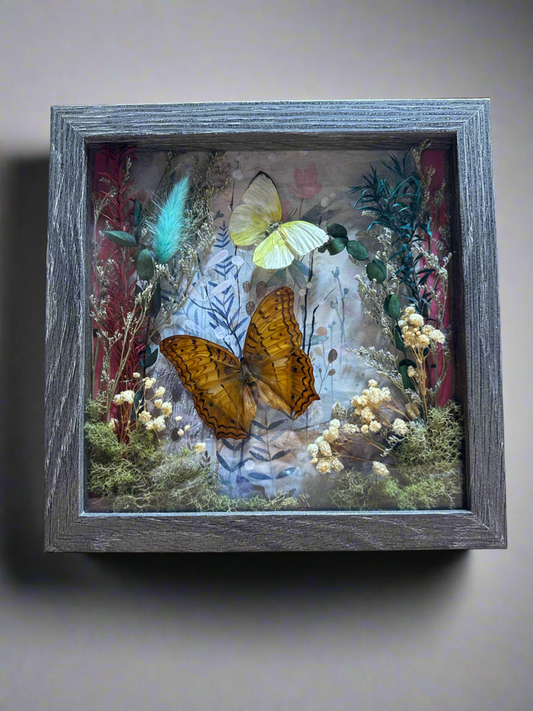 Butterfly Specimen Shadow Box