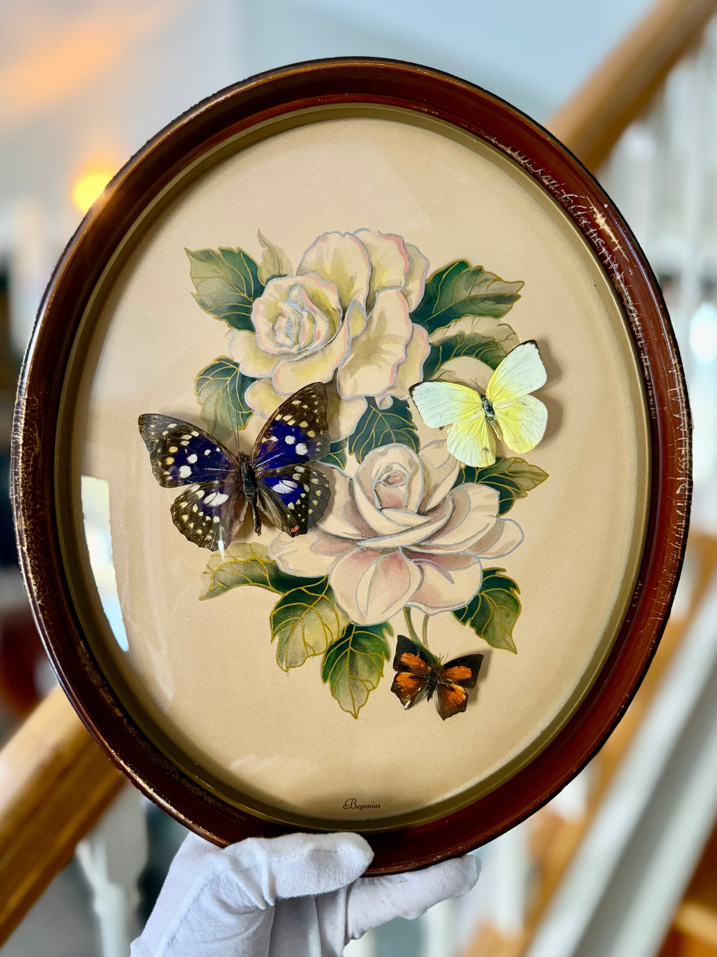 Antique Convex Bubble Glass Frame Begonia Art with Butterflies