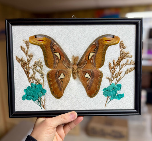 Atticus Atlas Moth