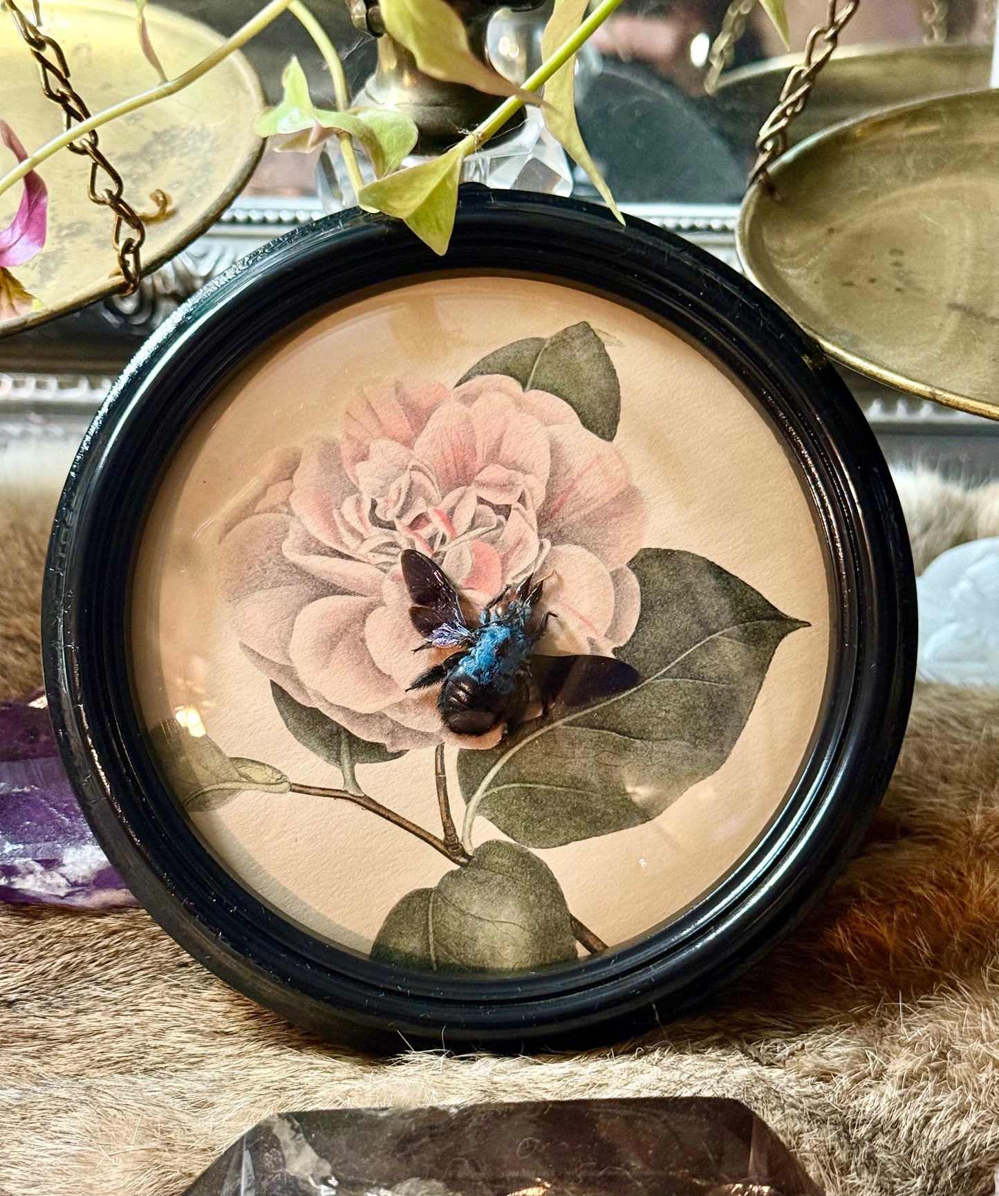 Blue Carpenter Bee in Antique Bubble Convex Glass Frame.