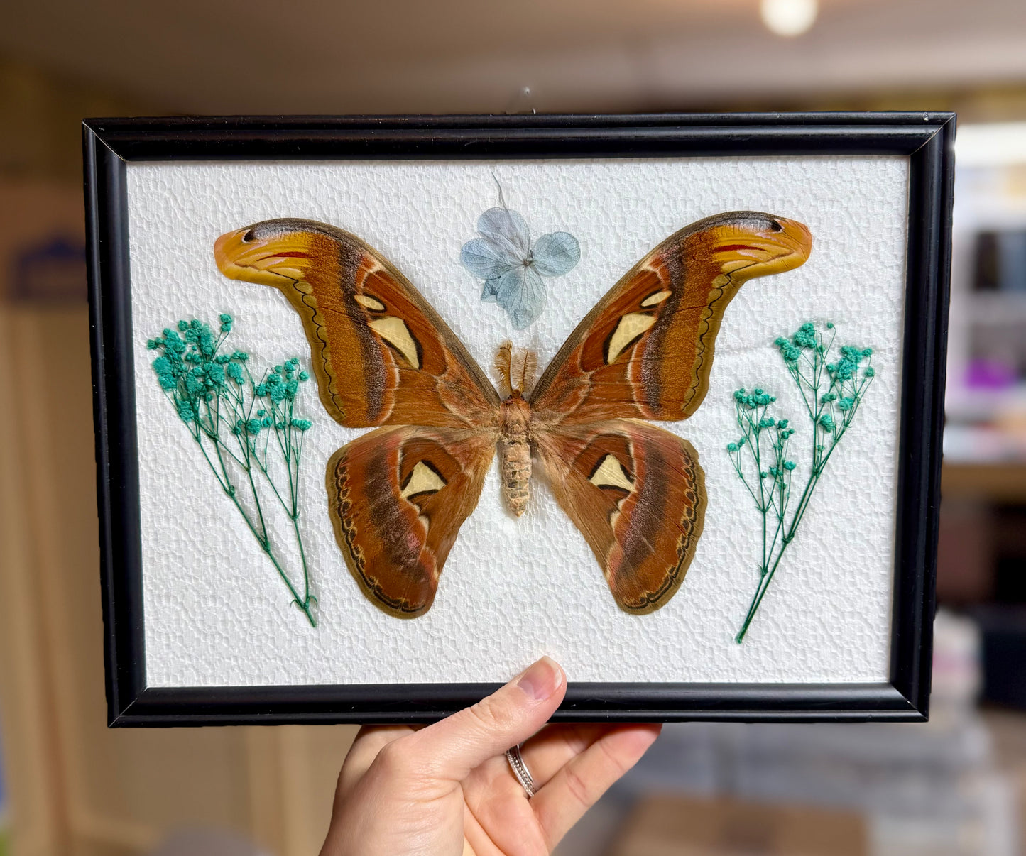 Atticus Atlas Moth