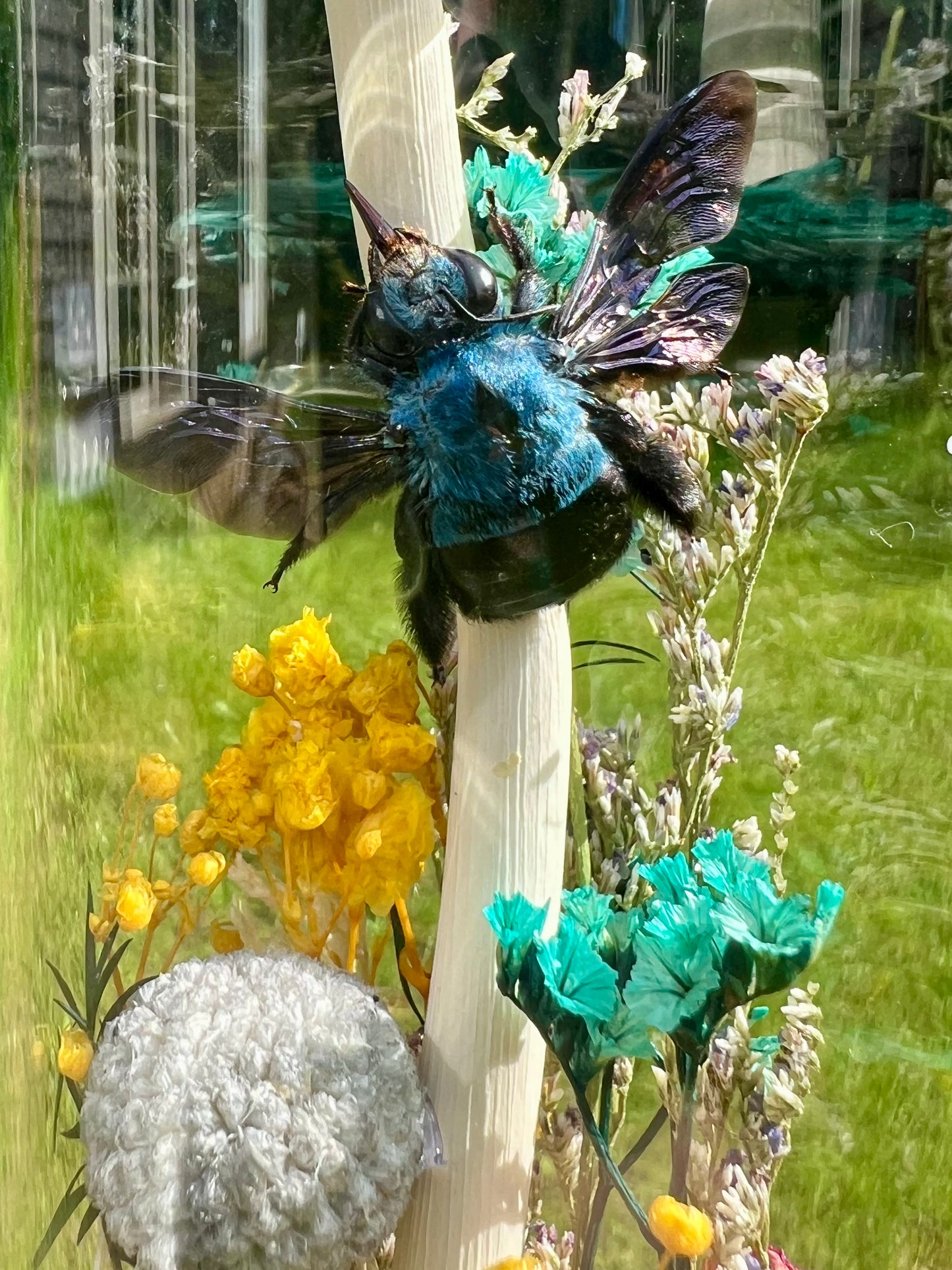 Carpenter Bees & Dried Flowers in Glass Jar