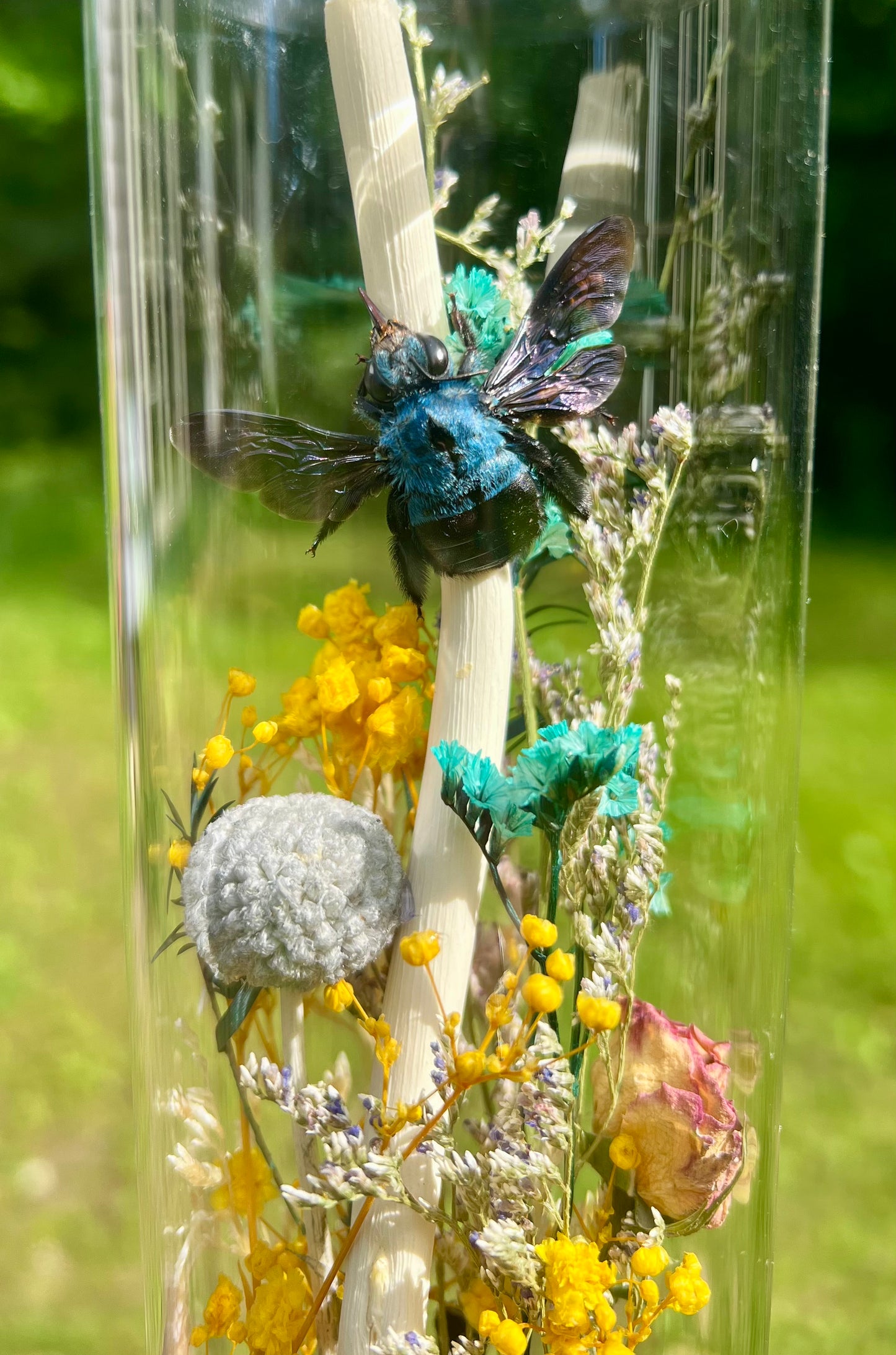 Carpenter Bees & Dried Flowers in Glass Jar
