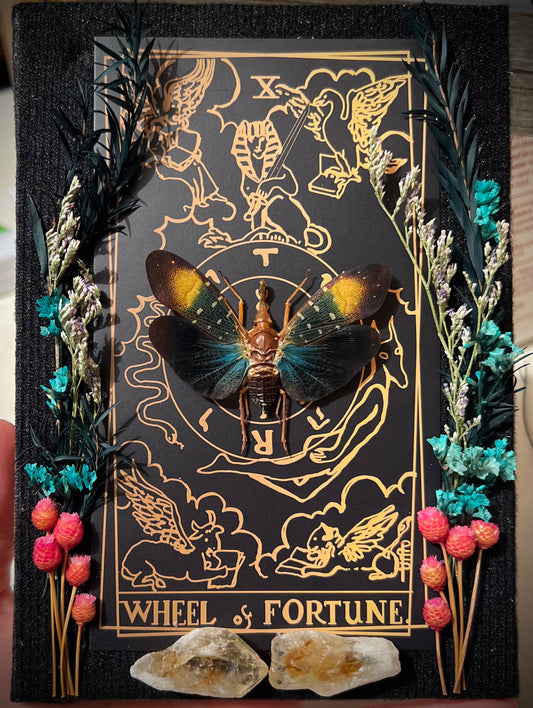 The Wheel of Fortune Tarot Lanter Fly Specimen Box